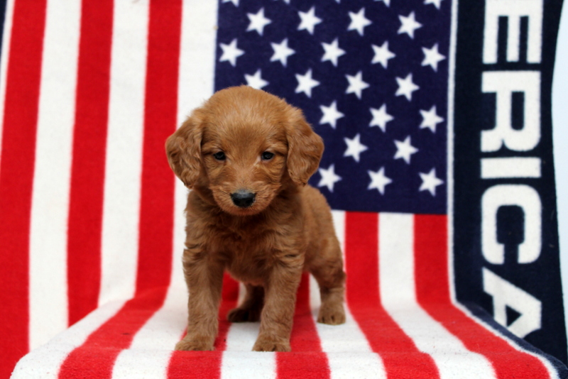 puppy, for, sale, Mini Goldendoodle F1, Matthew B. Stoltzfus, dog, breeder, Gap, PA, dog-breeder, puppy-for-sale, forsale, nearby, find, puppyfind, locator, puppylocator, aca
